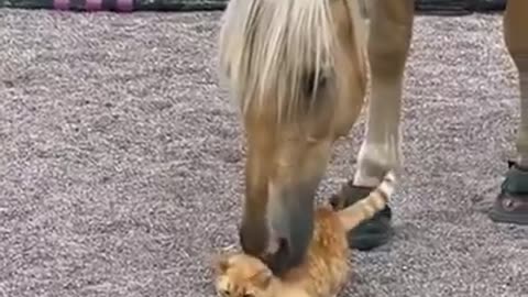 just a horse cleaning a cat