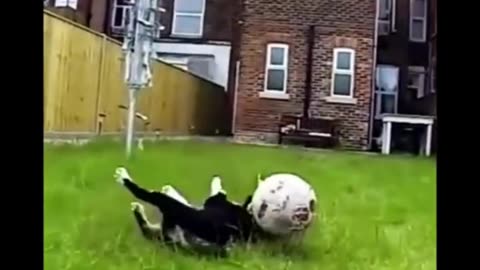dog playing football funny doy