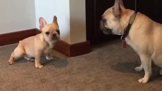 Frenchie puppy blindsided by his big brother