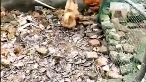 Crazy chicken fights with dog. FUNNY !!