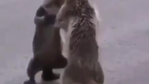 Two animals fight in a funny way