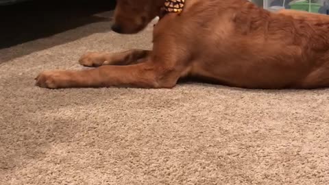 Dog can’t figure out what’s going on