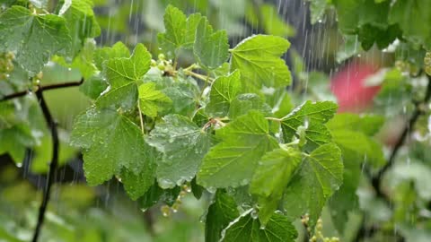 Bruit De Pluies Pour Bien Dormir