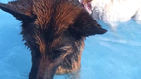 Dog pool, a German shepherd playing !