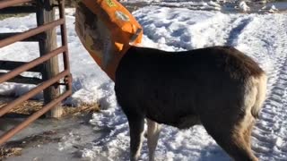 Deer Goes Deep for a Treat