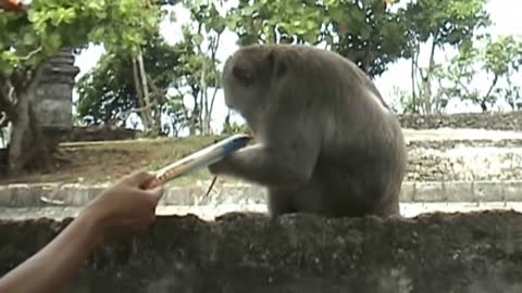 Top 5 Genius Monkeys Caught on Camera