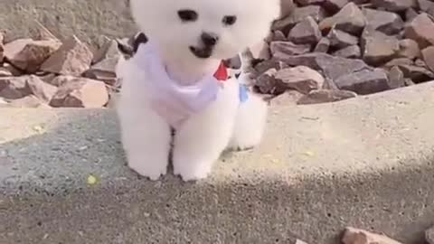 Cute 😘 Pomeranian puppy video dog videos Cute puppy shorts puppies videos