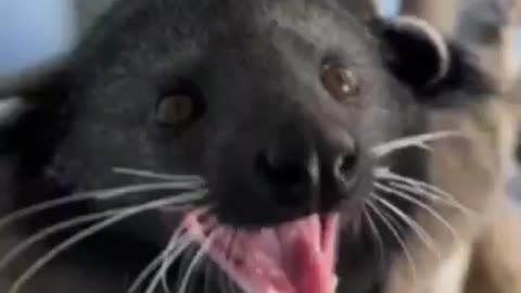 FUNNY BABY BINTURONG