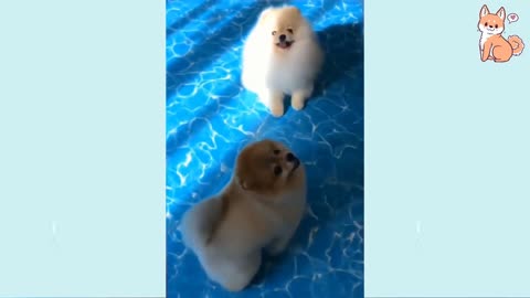 Angry - Funny Dogs