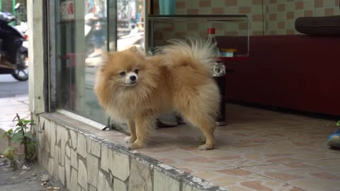 Fluffy dog in Hanoi. Old Town, Hanoi Vietnam