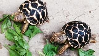 2 Turtles Eat lettuce leaves