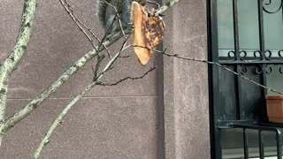 Squirrel Carries Around Huge Slice of Pizza