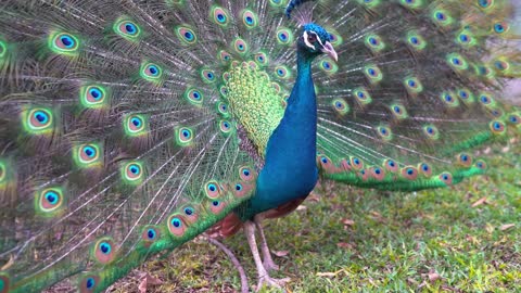 Gorgeous peacock colors الوان الطاووس الرائعة