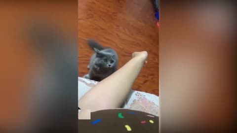 Tiktok_cute_CATS_funny_video_compilation_2021