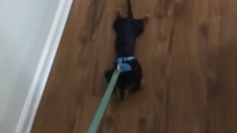 Pup hates going for walks, has to literally be dragged outside