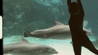 Girl Play With Dolphin
