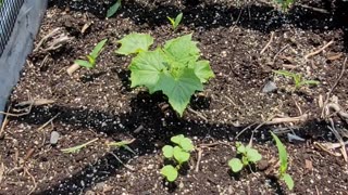 Gardening in Haliburton County, Ontario - June 10, 2023 Garden #1