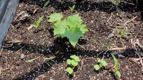 Gardening in Haliburton County, Ontario - June 10, 2023 Garden #1