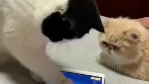 cats on ipad