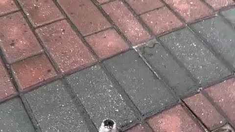 A bird after a heavy rain