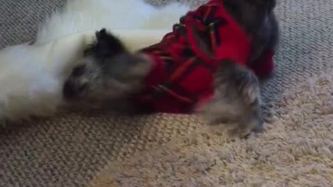 Dog in pajamas growling at furry blanket