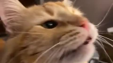 Cat gets brain freeze