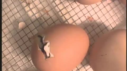 Amazing to watch New life : Hatching of chicks