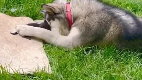 Dog meets a tiny kitten..🐕🐾🐈😍