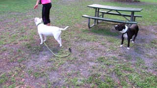 Dogs learning from dogs. Pit Bull teaches Bull Terrier puppy how to balloon
