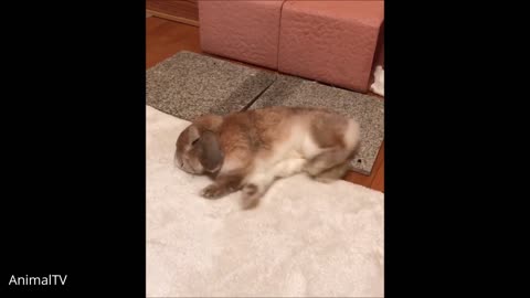 Cute rabbit compilation video