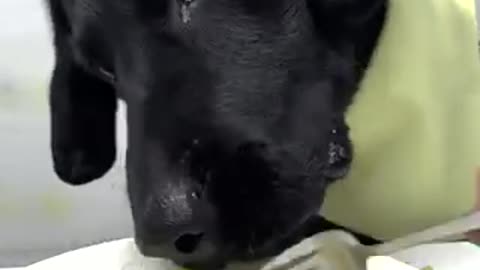 Beautiful dog 🐕 trending video
