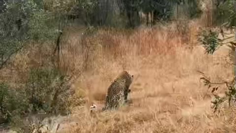 Lion hunting leopard