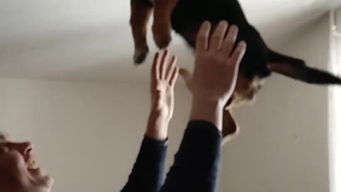Puppy felt free fall for the first time
