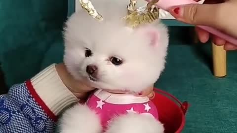 funny cute dogs