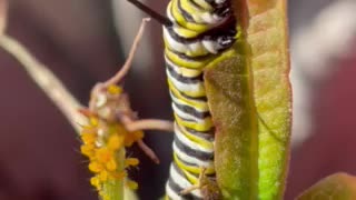 Hungry caterpillars