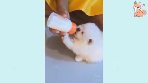 😅Funniest 🤪dog TIK TOk -Awesome funny pet animals life videos😍