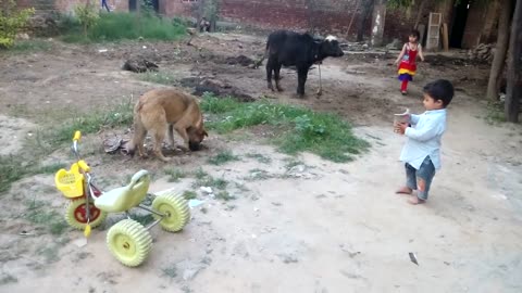 Children are Playing with dog and Balloons