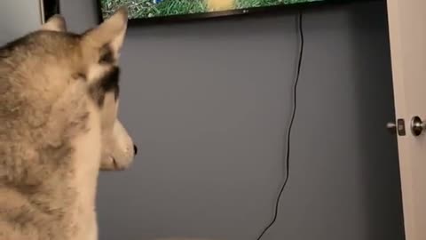Cat fell victim to virtual world, jumped on TV to hunt bird