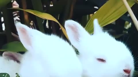 Funny and cute Baby Bunny's Rabbit Video - Sleeping Rabbit - Baby Animal Video Compilation