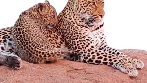 African Leopard Animal