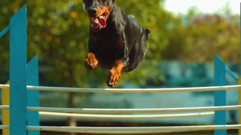 Dogs jump like flying.