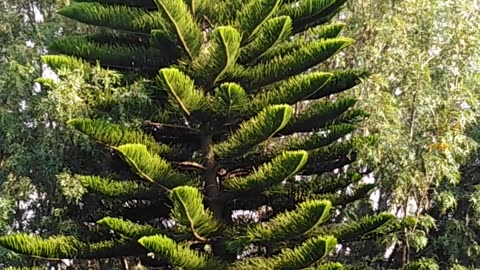 Birds come back after Reforestation