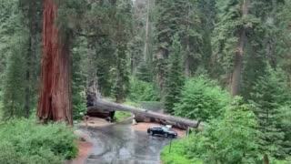 Driving through Sequoia