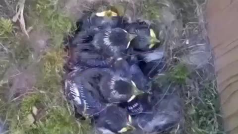 From nest creation to nest abandonment by chicks