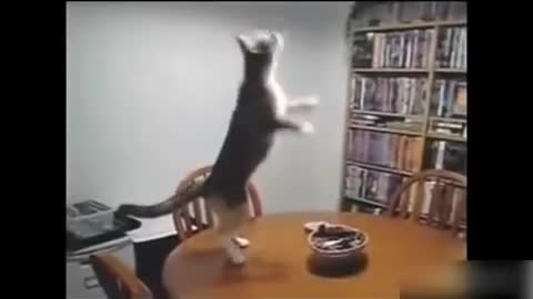 Funny Cat and Dog Dancing and Singing