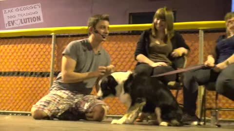 Dog Training : How to train any dog at full capacity