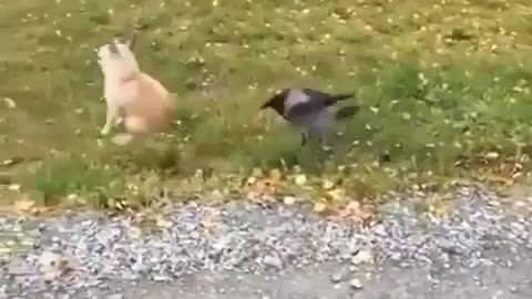 Oye , surprise cute puppy ! Amazing surprise to a dog by crow