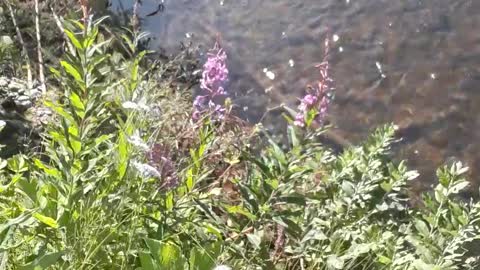 Anchor River Alaska, the Fireweed and the clear water. July 29, 2022