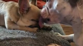 Dog gives precious kisses to puppy