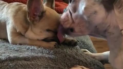 Dog gives precious kisses to puppy